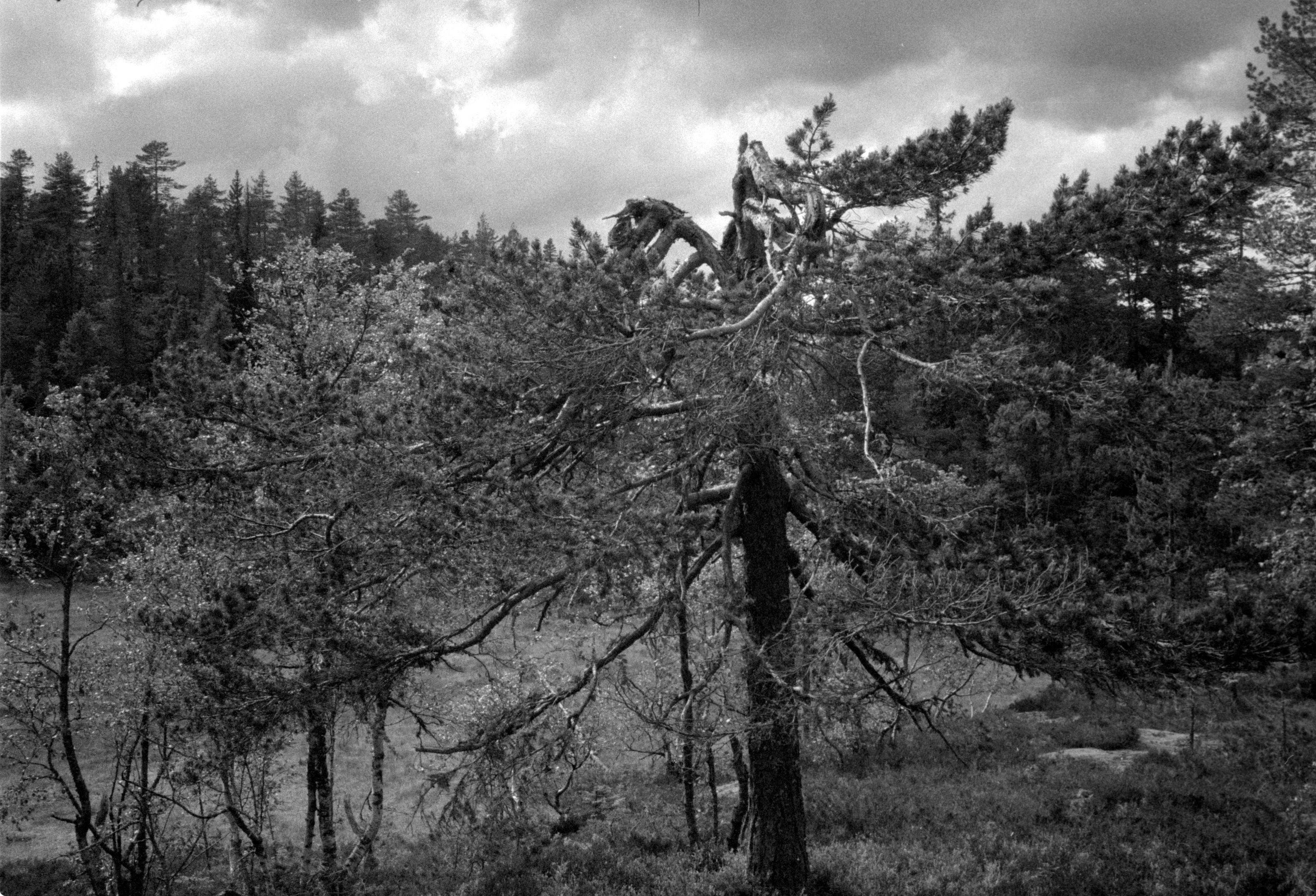 Black and white photograph depicting a dense forest scene under a dramatic, cloudy sky. The composition is dominated by a gnarled, old pine tree in the foreground, its twisted branches spreading out in a complex, almost sculptural manner.