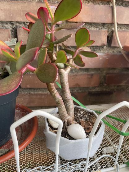 Árbol de jade en bonsái. La maceta es octogonal, con diseño espiralado, color mármol.
