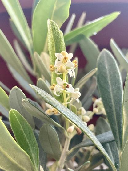 Pequeñas flores blancas de un olivo hecho bonsai.