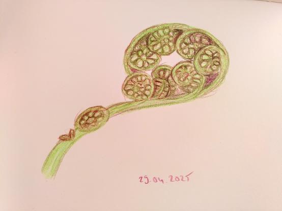 Sketch of a fern frond unrolling.