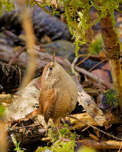 A wren is looking up into a carpet of moss that spreads like an umbrella over the bird