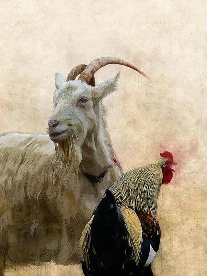 A painterly image created from a photograph showing a white, horned dairy goat facing the viewer and a colorful crowing rooster standing in front of her but facing away from the viewer. The background is textured and cream-colored.

Ein malerisches Bild, das aus einer Fotografie entstanden ist und eine weiße Milchziege mit Hörnern zeigt, die den Betrachter ansieht, während ein bunter krähender Hahn vor ihr steht, aber dem Betrachter den Rücken zukehrt. Der Hintergrund ist  cremefarben und texturiert.