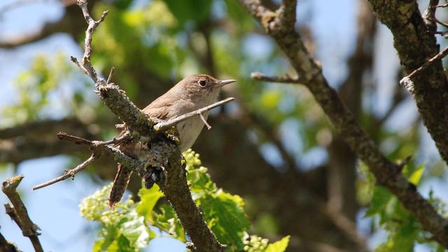 A small, tan-colored bird with a sharp beak is perched on a dead branchlet.  The background consists of new, light-green amur maple leaves and blue sky.