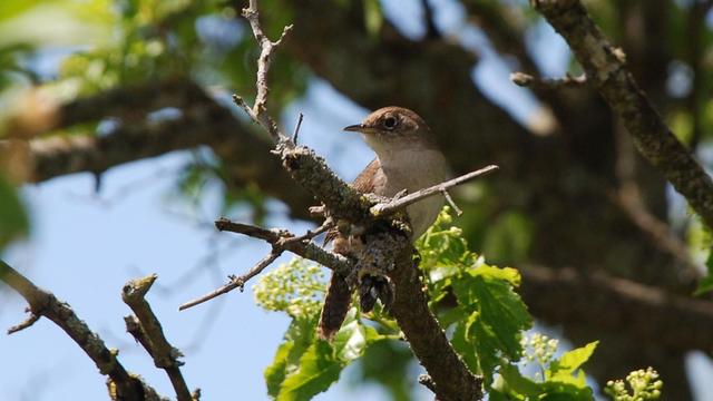 Same bird, same branchlet.  Instead of a side view, the bird has turned its head to look to its right.  The lighter colored breast and speckles on the face show clearly.