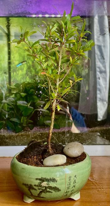 Un bonsai de granado en una maceta redonda de cerámica verde adornada con un diseño de árbol y caracteres chinos . La maceta contiene tierra, trozos de madera muerta y algunas piedras lisas. En el fondo, una pecera con plantas acuáticas, algunos guppyes nadando y un ligero brillo púrpura en la iluminación.