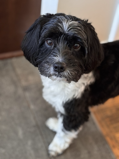 My small black-and-white dog, Roy