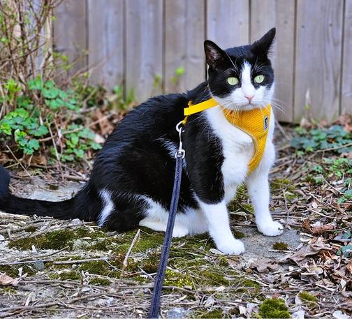 tuxedo cat wearing yellow harness sitting on moss with a fence behind him