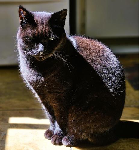Black cat sitting in sun with eyes downcast because of the brightness.