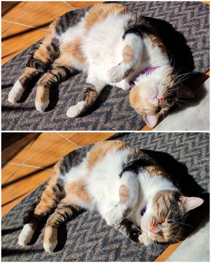 Two pictures of my calico cat Carrie outside on the balcony, laying belly up on a doormat enjoying the sunshine directly hitting her.