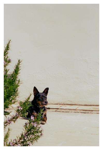 Color photograph of a dog (named Gizmo) lying in the sun in front of a wall. A rosemary bush in bloom can be seen on the left.