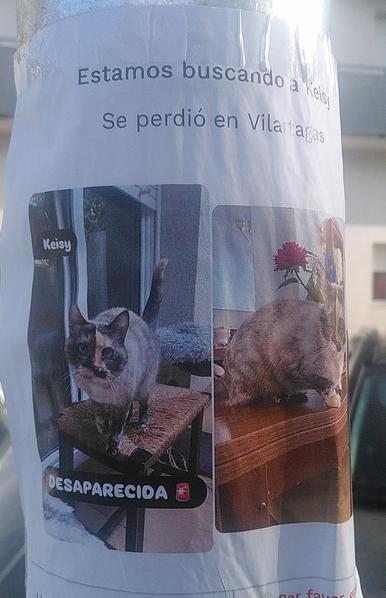 Foto d'un gat perdut
