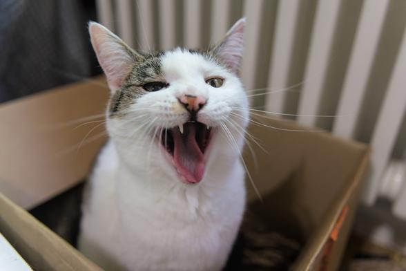 A photo of One, a grey and white cat, sitting in a box, looking at the camera with half closed eyes, caught fully mid yawn, mouth wide open. He might seem ever so slightly smug...