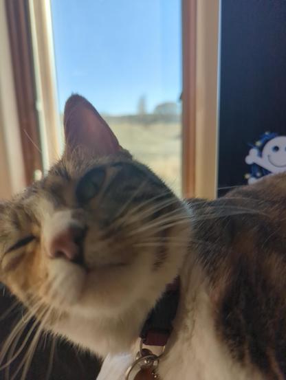 My cat, one eye open.  Yep.