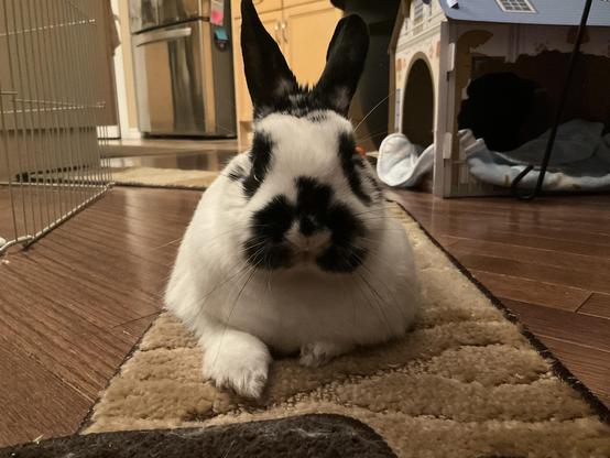 Cute rabbit chills on a carpet. Looking at you with big beautiful ears