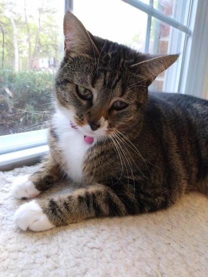 Pax, our little tabby cat with white markings, is lying with her head up on a soft, fuzzy, white window shelf.  Her head is tilted as she shyly looks downward with amber-colored eyes.  Her two striped forelegs with white mittens are stretched out straight in front of her.