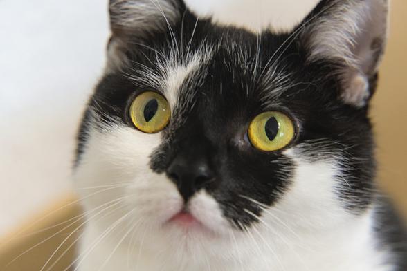 A close-up photo of Zero, a black and white, showing mostly only his face, which fills most of the frame. He is looking somewhere to the left of the frame with an interested face and perked ears. The depth of field on this image is very shallow, mostly on his right eye, with his black nose and whiskers as well as his ears being out of focus already. His face looks very cute.