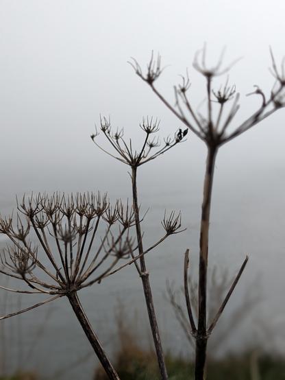 Colour photograph of the skeletal seed heads og wueen anne’s lace, backed by mist.