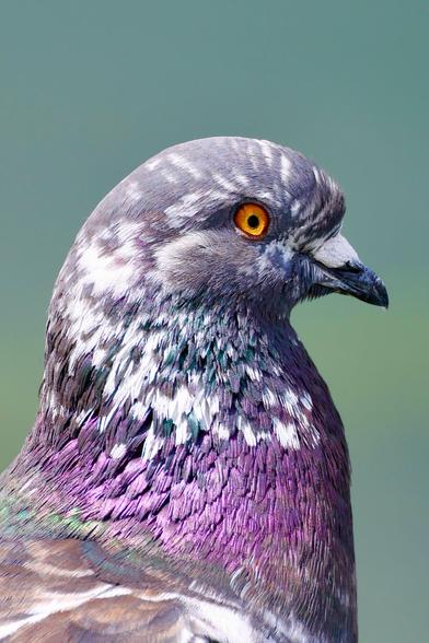 close a bird whose plumage is royal purple and eye is the color of an egg yolk.
