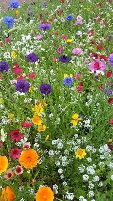 Pic of some wildflowers