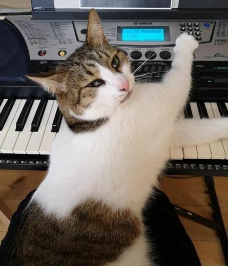 Kitty "using" an electronic keyboard
