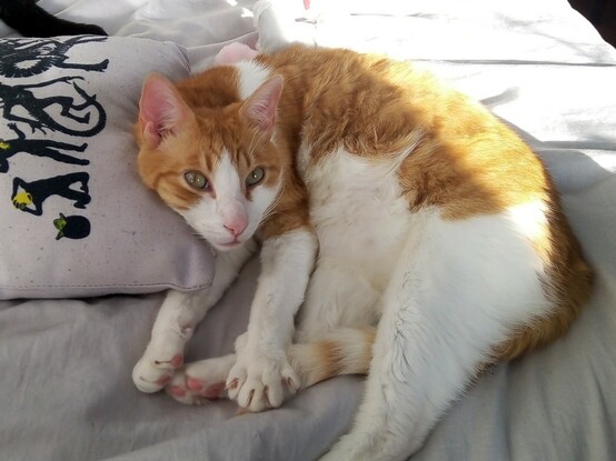 Gato naranja y blanco tumbado sobre una cama. Está apoyado en un cojín, y mira a la cámara con sus ojitos verdes. Un rayo de sol le da en el lomo.