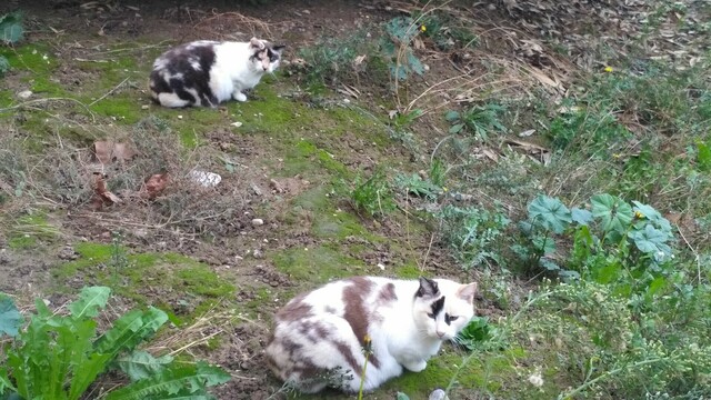 Dos gatas gorditas de manchas.