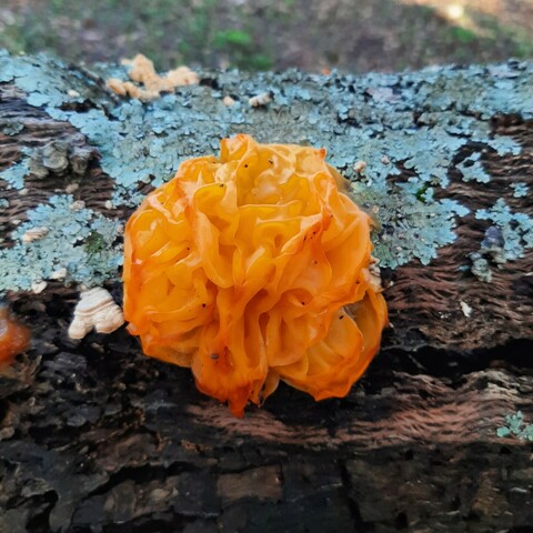Fotografía del hongo Tremella mesenterica sobre una rama seca de encina. Tiene forma de esponja de baño, de las que están formadas por muchos pliegues de tejido, y es de color amarillo anaranjado.