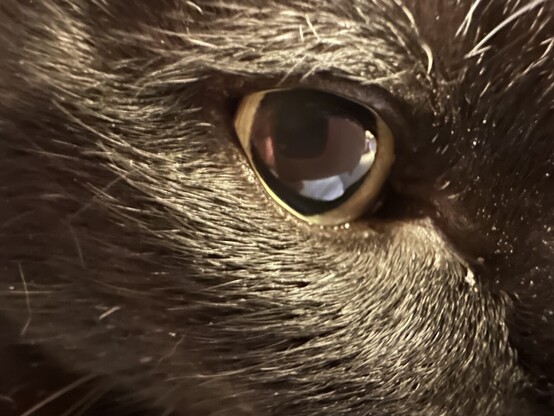 Un ojo de gato negro
