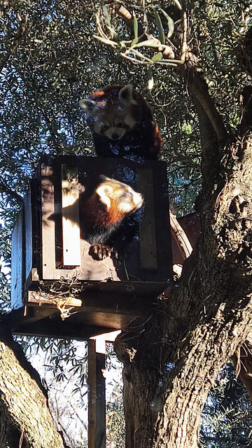 Dos pandas rojos, uno en sobres subido encima de su caseta en un árbol y la otra,a la luz del sol,  asomando la cabeza por la puerta.