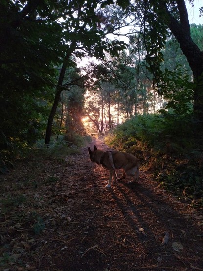 Mérida en el bosque al amanecer.