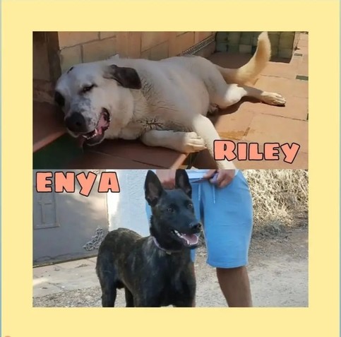 Arriba una foto de una mastina beige tumbada en la entrada de una clínica veterinaria, un cartel con su nombre: Riley. Abajo una Malinois oscurita de pie con una persona, un cartel con su nombre: Enya