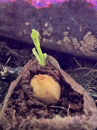 Un brote de Ginkgo sale de la semilla. La semilla recuerda a un pistacho. Está en un semillero con fibra de coco. La iluminación es violeta (luz de crecimiento). 