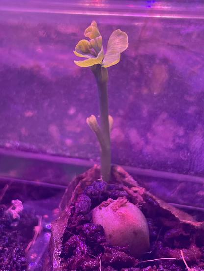Plantula de Ginkgo. Abajo, asomando por la tierra, la semilla, recuerda a un pistacho. El tallo largo y fino es verde. A media altura dos pequeños brotes muestran estructuras apendiculares (los cotiledones). En el extremo apical la yema se ha abierto y muestra varias hojas pequeñas y verdes. Dos de ellas se diferencian muy bien, con su característica forma de abanico. La iluminación general es violeta, por las luces de crecimiento. 