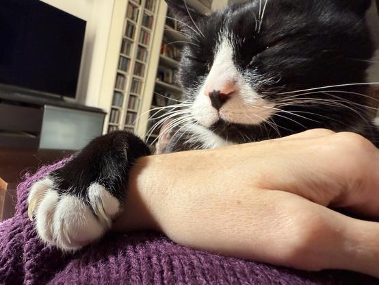Mi gato tumbado sobre mí, descansando apoyado en mi brazo. Abajo se ve mi jersey morado y encima mi mano, sobre la que cuelga su pata a un lado y al otro se ve la cabecita con los ojos cerrados, muy a gusto. Se intuye un pequeño brillo del ojo derecho, porque siempre está a punto de salir corriendo.