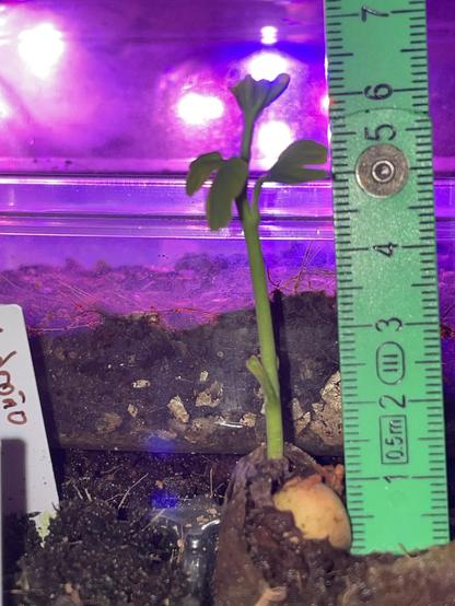 La plantula de ginkgo sigue creciendo. Las dos hojas de la base son claramente visibles, con su característica forma de abanico, y dos más, ya definidas, abrazan la yema apical que se eleva ya 6cm del suelo. Se acompaña una cinta métrica para referencia. La foto está hecha con flash y se nota en la iluminación pero el fondo sigue teniendo el violeta de la luz de cultivo. 