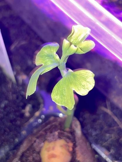 Foto de la planta en contrapicado. Se ven las hojas con claridad, con su característica escotadura central. La foto está hecha flash y se nota en la iluminación. El fondo sigue siendo violeta por la luz de cultivo. 