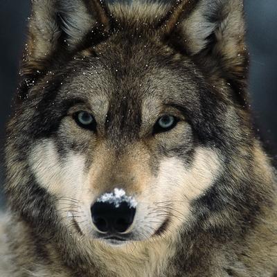 Wolf's avatar