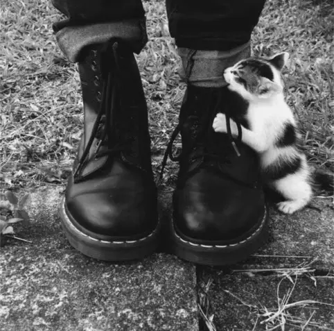 a small kitten attacking the boots of someone