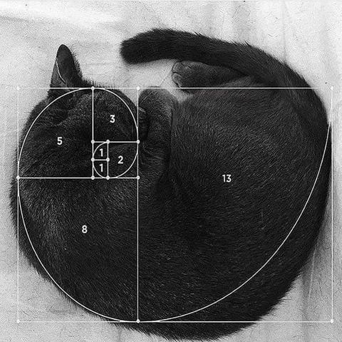 Photo of a black cat laying in a ball sleeping with a golden ratio graphed around it (from butt to head)