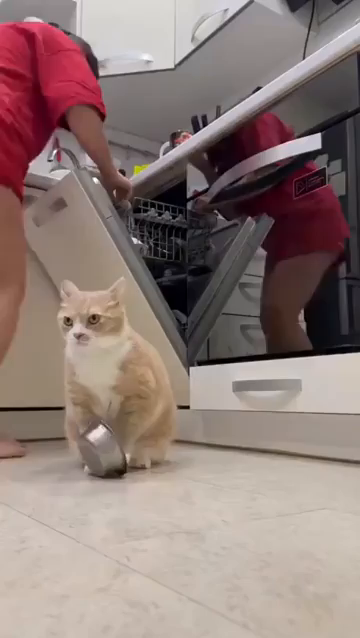 Video of an orange and white cat, repeatedly banging its empty food bowl on the kitchen floor next to its human. Sadly they just ignore the performance, but the kitty keeps it up. Never give up on your dreams!