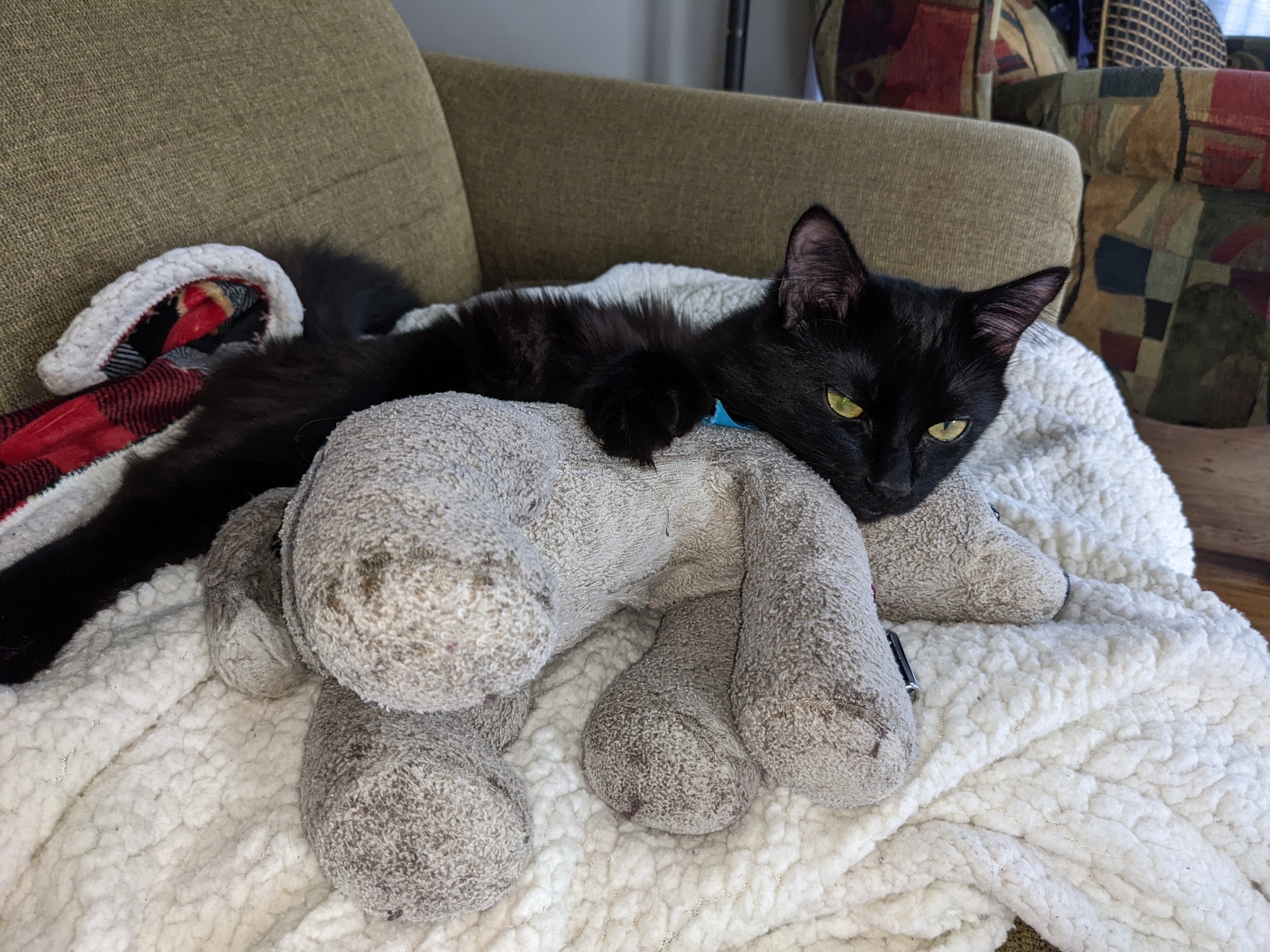 Loki, the world's best black cat, snuggled up with Floppy, the world's cutest stuffed wolf.