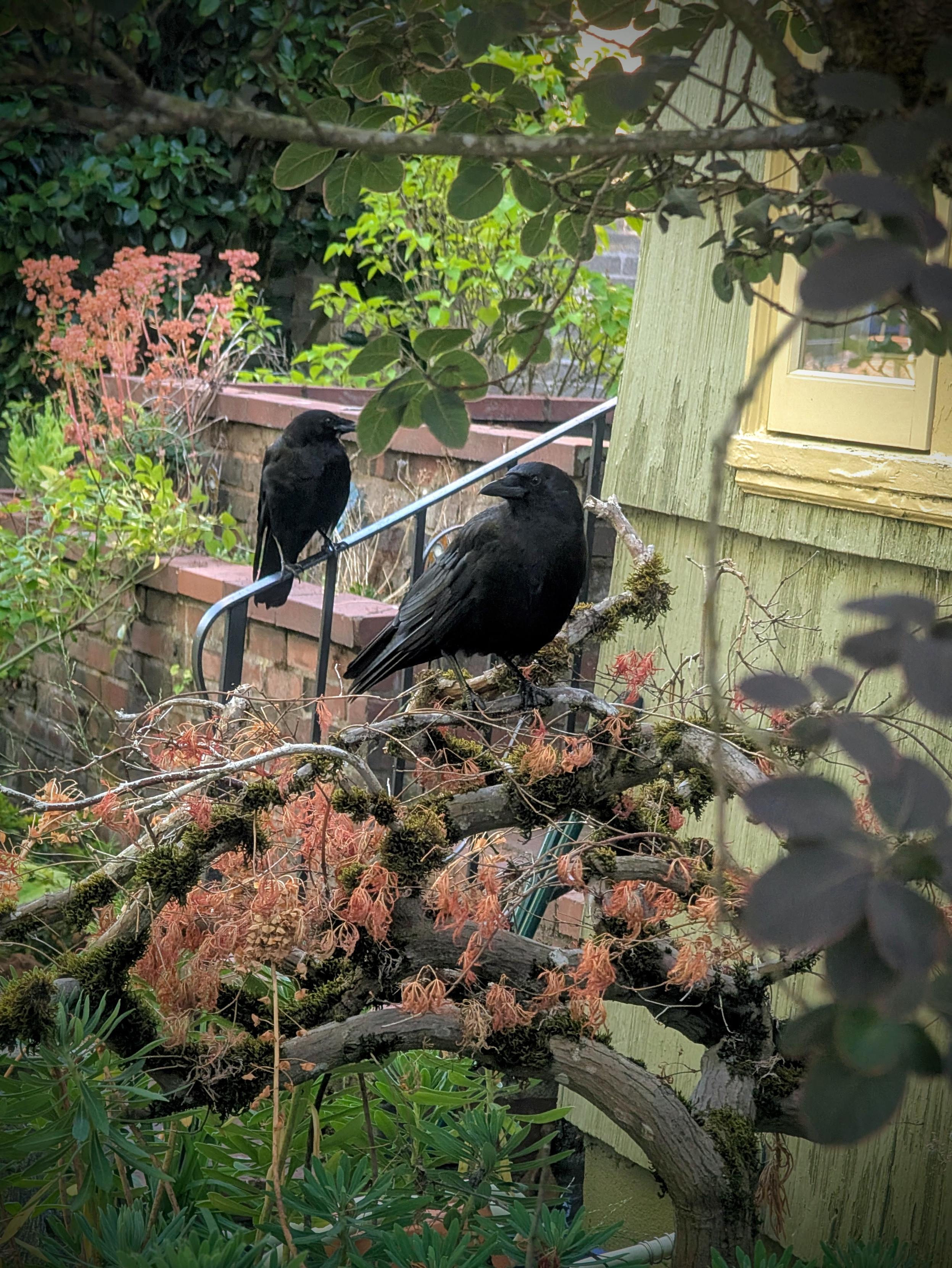 Two crows sit on the branches of a tree and a railing, framed by branches and plants.
