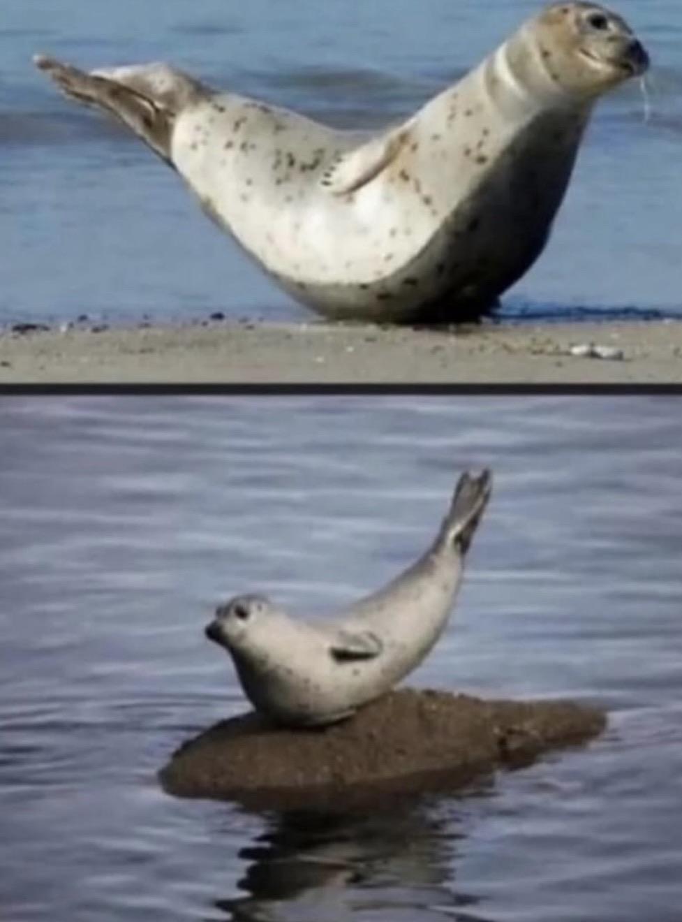Two seals, doing that banana pose thing on dry land. Not sure if they’re happy, but I’d like to think they’re happy. Fanciful grey bananas, even.