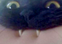 :chomp_cat:
