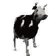 :polish_cow: