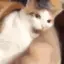 :acat_bite: