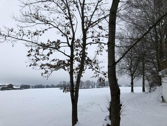 Trees in a snowy landscape
