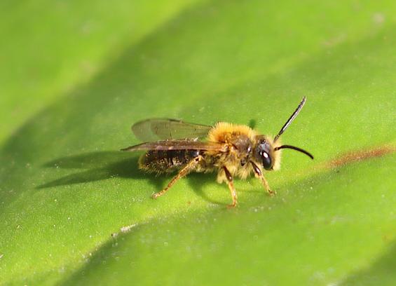 A Mining bee seen from a 45 degree angle from above on a big green leave. The mining bee has a lot of white or yellow hair, on it's face, breast, chest and legs.