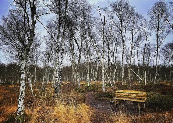 A bench amidst some birches in Eversten Moor, Oldenburg.