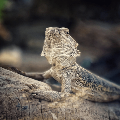 Closeup of an attentive-looking bearded dragon in the Botanical Gardens of Oldenburg, Germany.